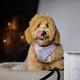 Image for article titled The Google Pixel 3 XL is a fantastic camera attached to a decent phone
